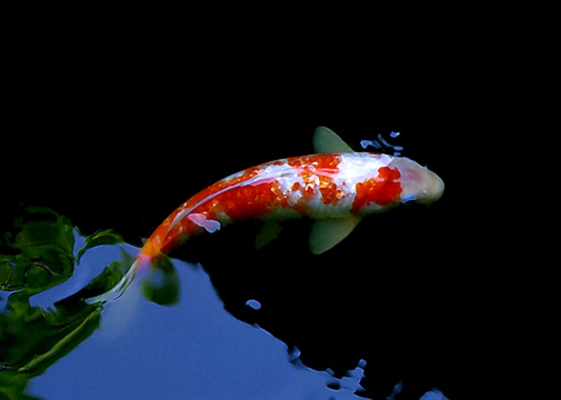 KOI