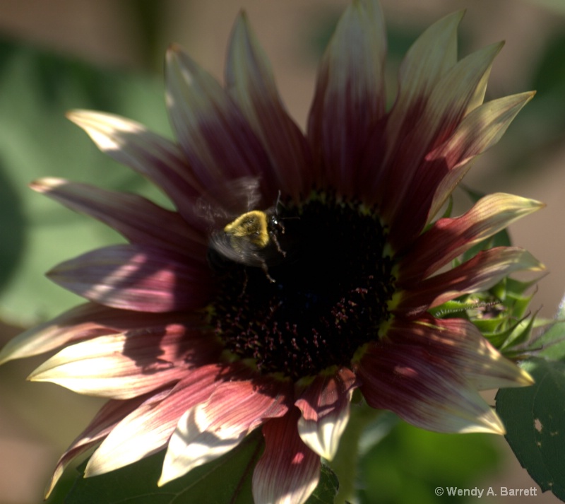 Busy bee - ID: 10761751 © Wendy A. Barrett