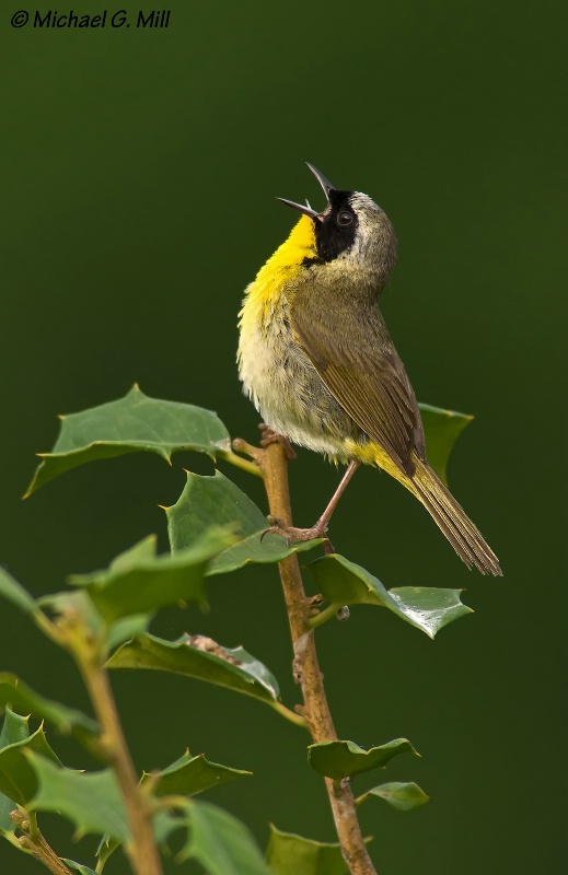 Singing Common Yellowthroat