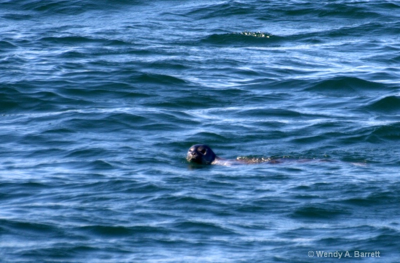 Curious seal - ID: 10761786 © Wendy A. Barrett