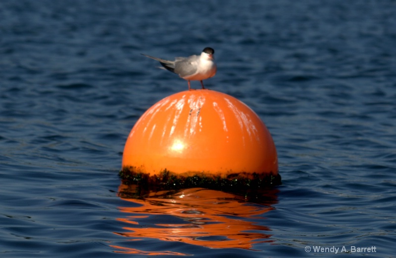 Resting Tern - ID: 10761853 © Wendy A. Barrett