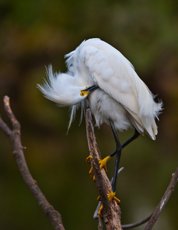 Preening Snowy Egret