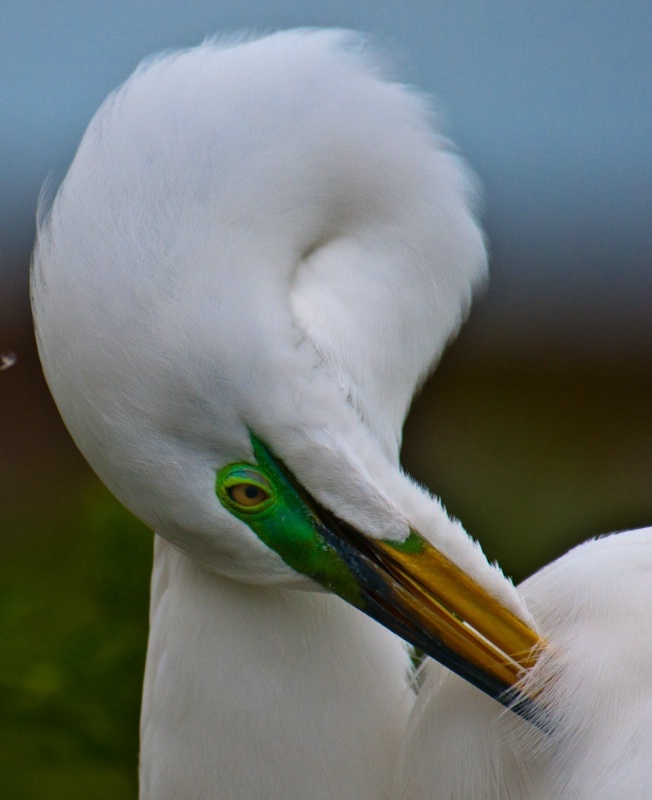 Great White Egret in Breeding colors