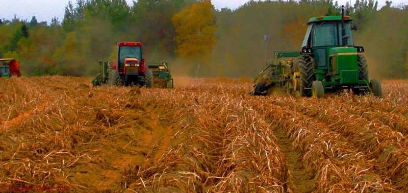 Windrowers At Work