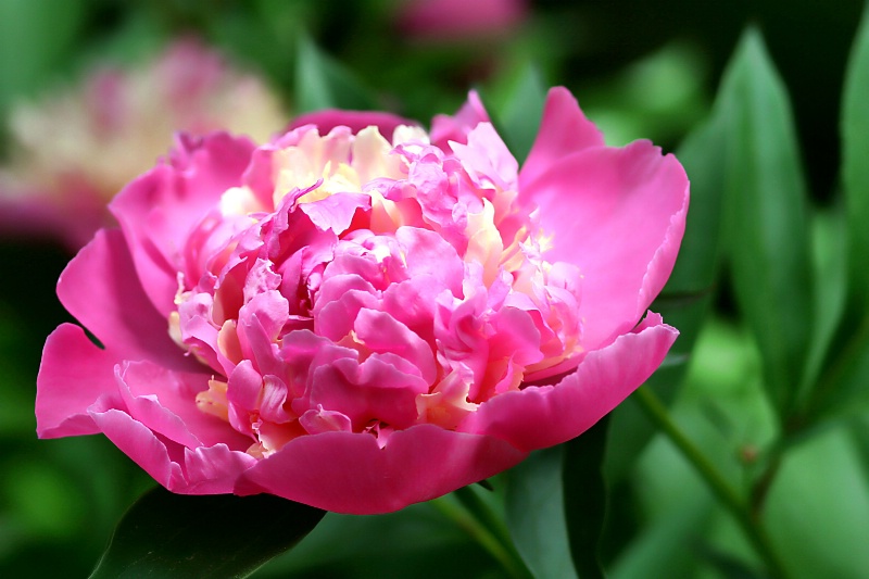 peony pink