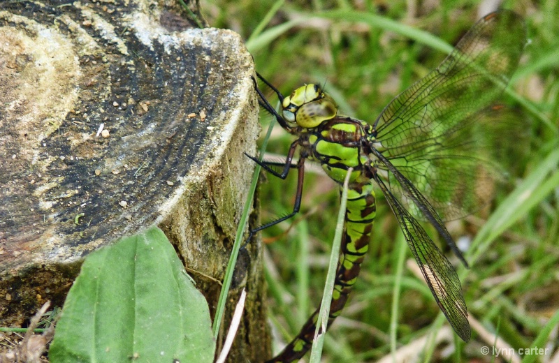 Large Green Dragonfly