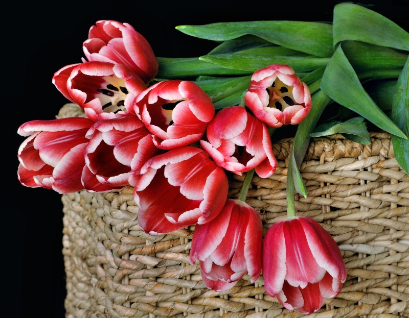 A Basket Full Of Tulips