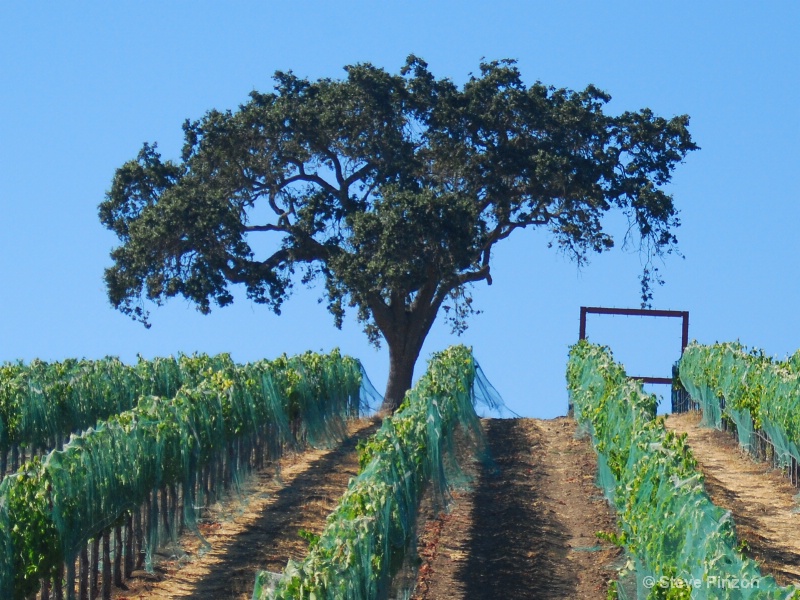 Symmetrical vines anchored by an ancient oak tree - ID: 10769474 © Steve Pinzon