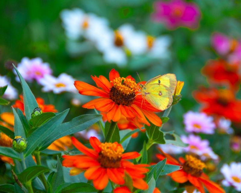 Orange Flower "Orange Sulpher" Butterfly