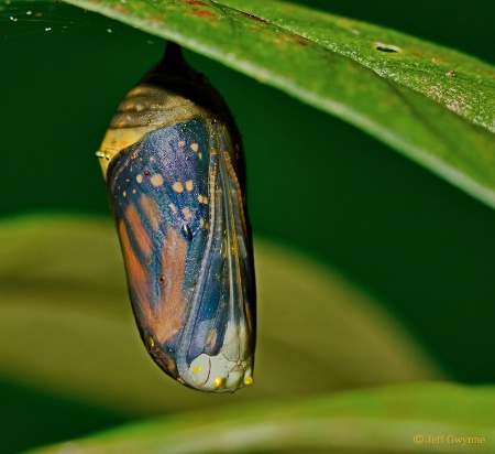 Chrysalis