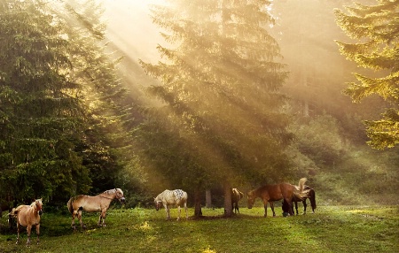 Camp Horses