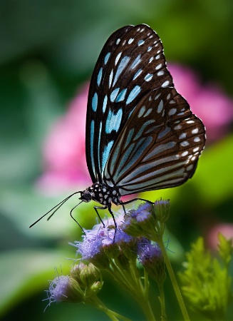 Dark Blue Tiger