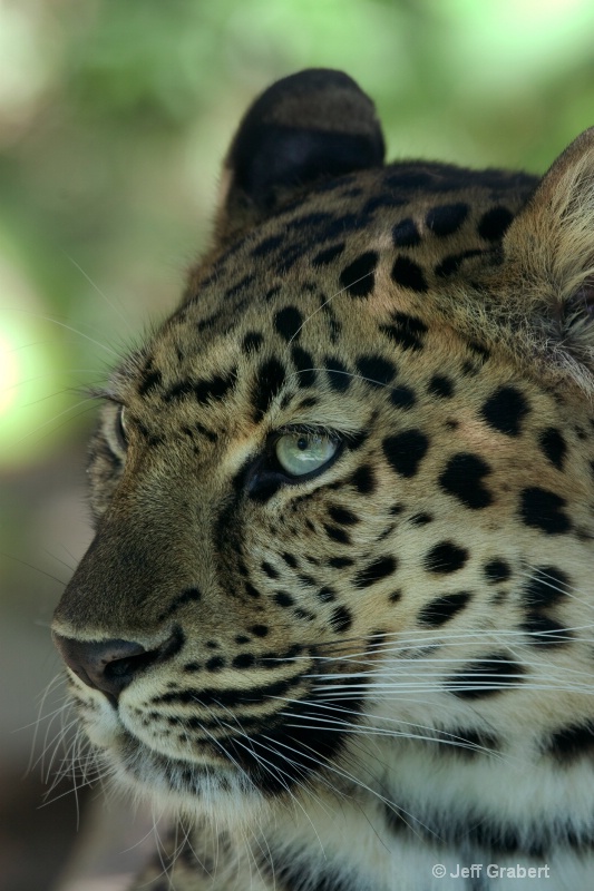 amur leopard  mg 3594