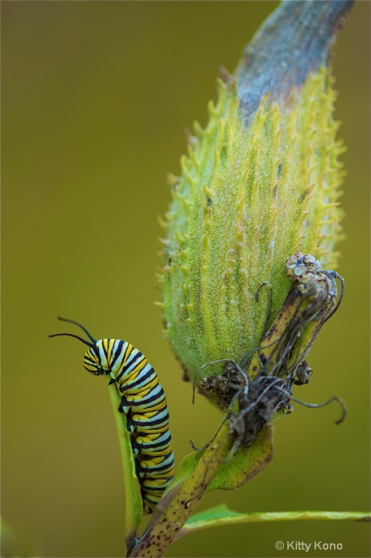 Monarch Caterpillar on a Milkweed