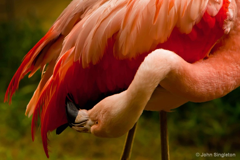 Flamingo 3 - ID: 10775932 © John Singleton