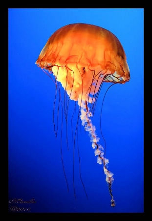 Jelly Fish at Newport Aquarium