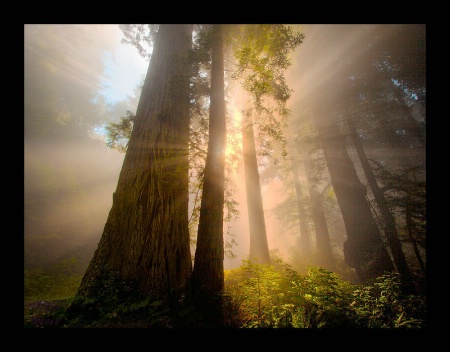 Avenue of the Giants