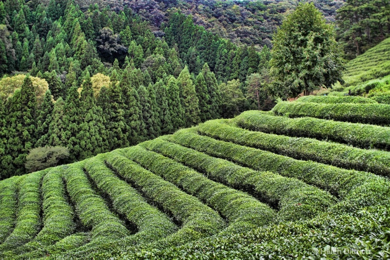 green tea garden