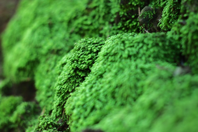 Moss macro