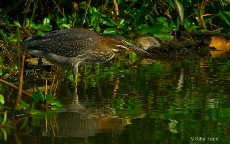 green heron looking for a frog