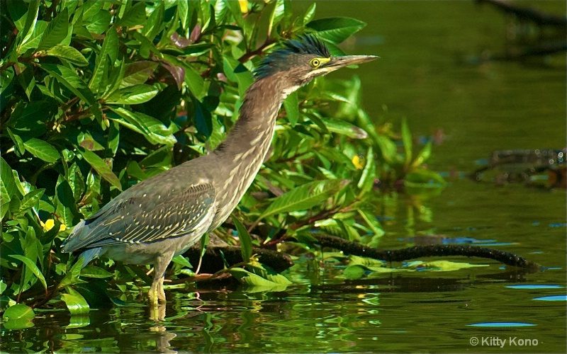 green heron with fluffy top