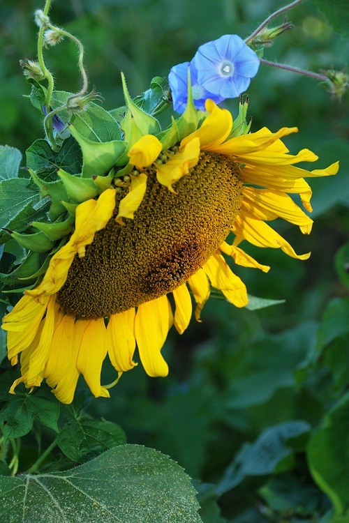 Sunflower laurel