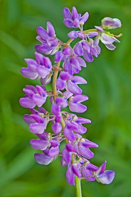 Lupine