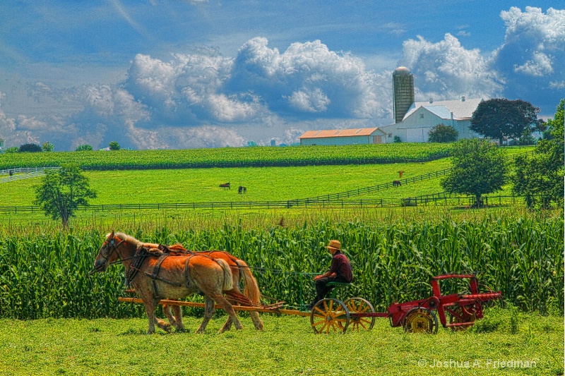 Young Amish Farmer & Landscape