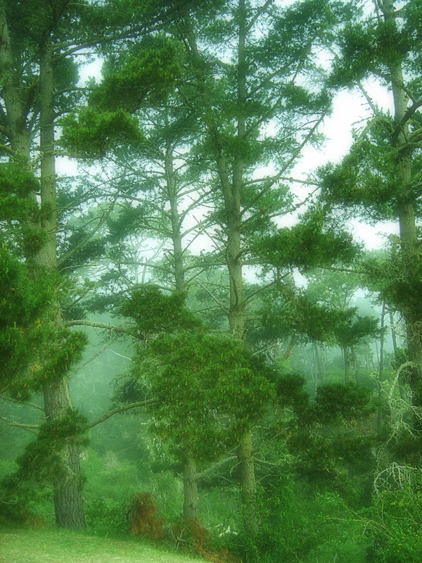 Forrest fog