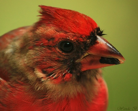 Young Male Cardinal