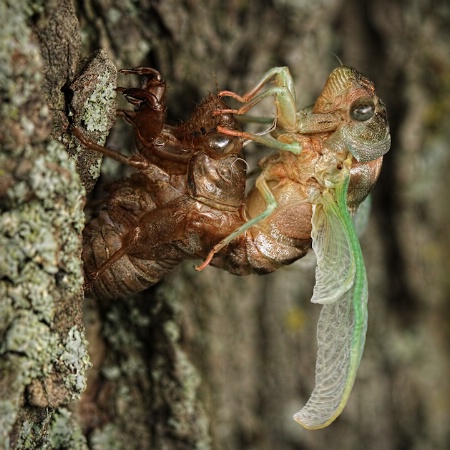 Cicada Molting Process - Image #6