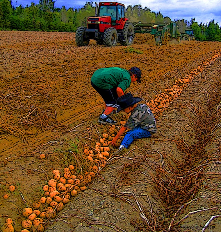 Potato Picking Is Hard Work