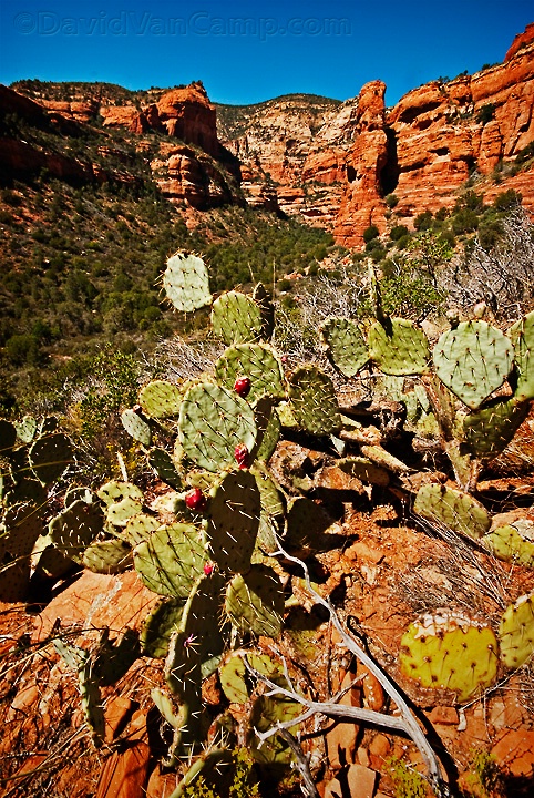 Fay Canyon Cactus