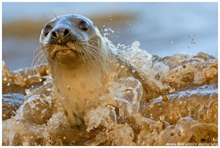 Grey Seal splashing around