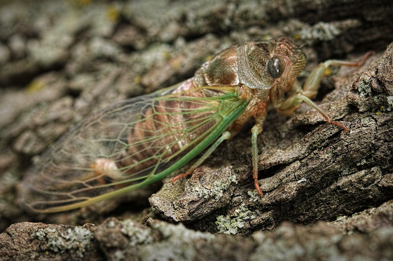 Cicada Molting Process - Image #8