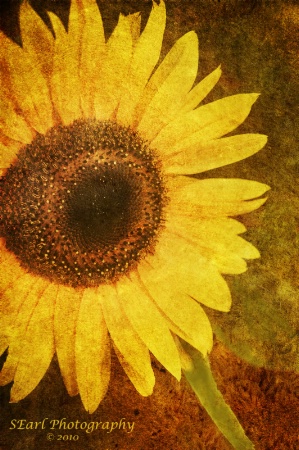 Textured Sunflower