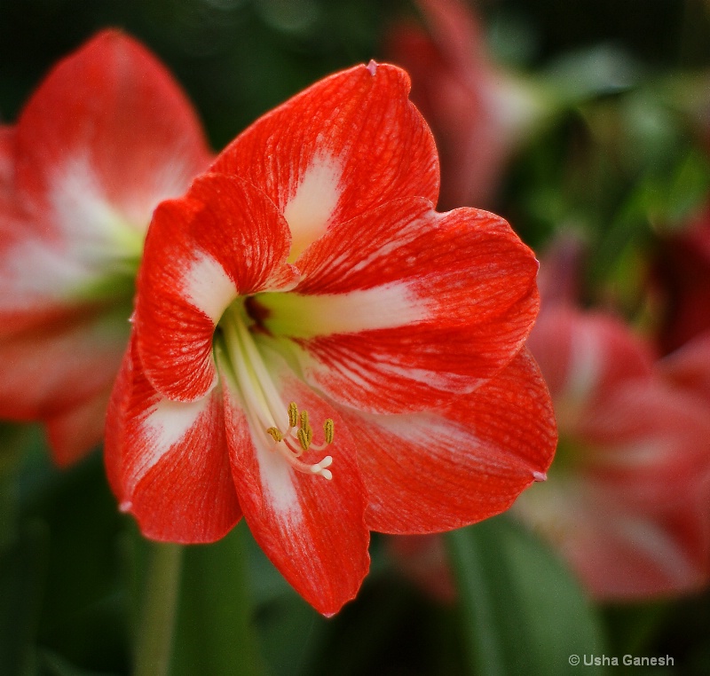 Red Amaryllis Flowers