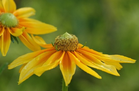 Mexican Sunflowers