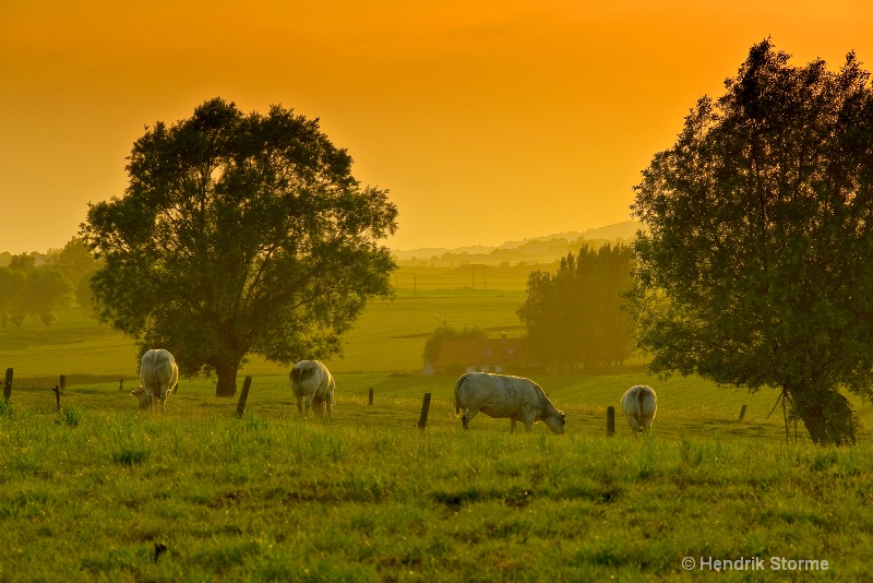Cows at sunset  #2