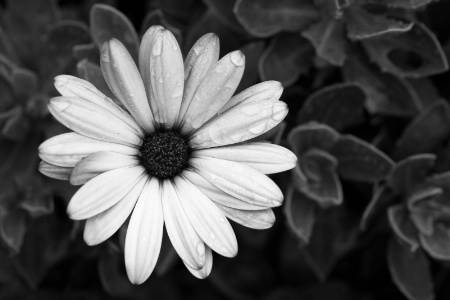 Daisy in Black & White (Contrast)