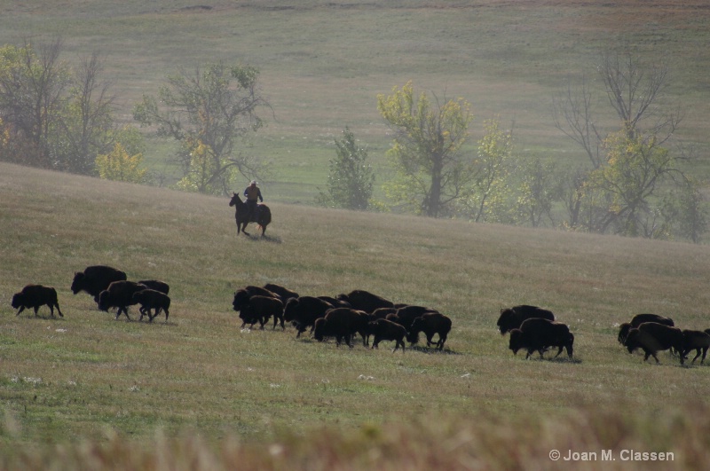 Buffalo Round Up