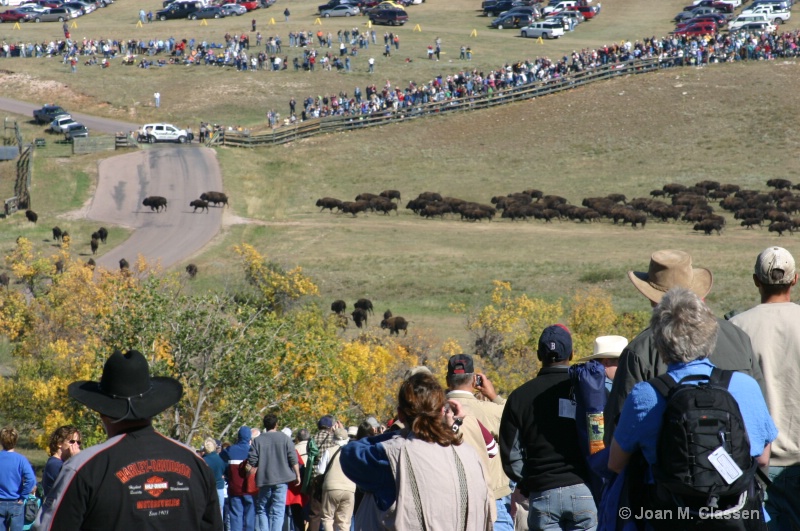 Buffalo Round Up