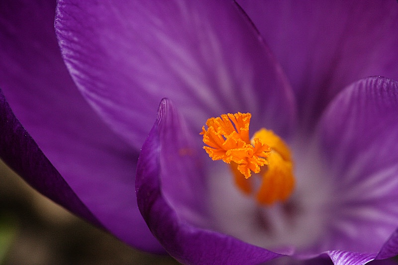 Purple crocus close-up