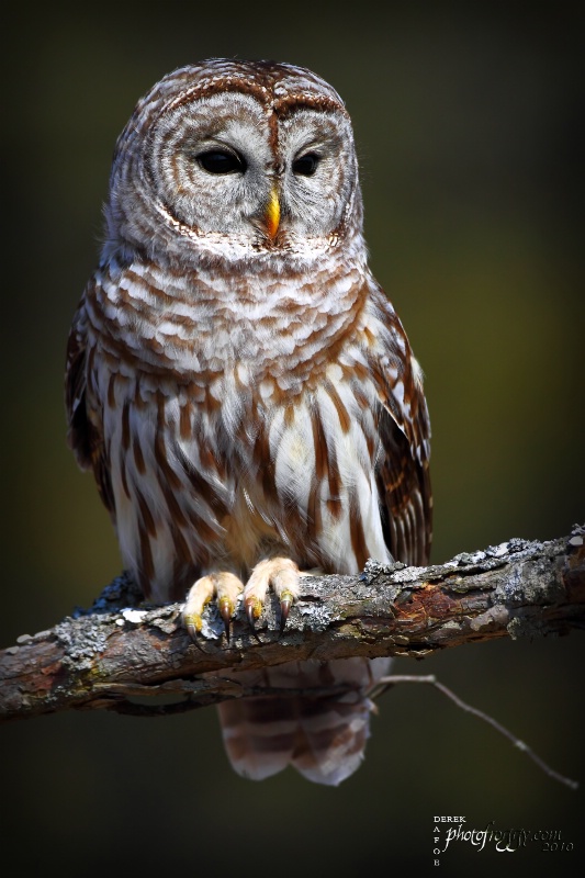 Wild Barred Owl