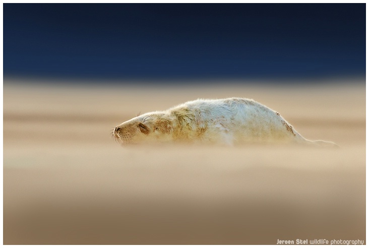 Grey Seal Pup in sandstorm