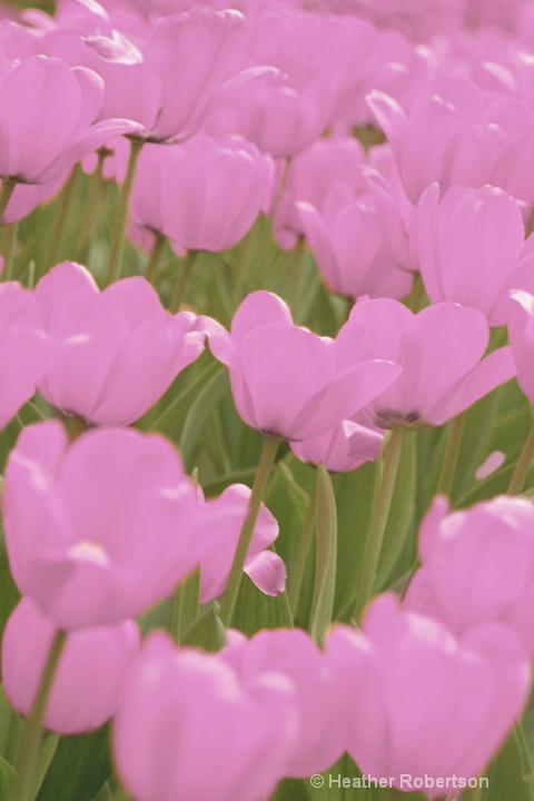 bunch pink tulip