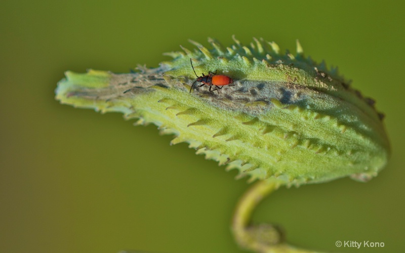 Infant Milkweed Beetle on Milkweed