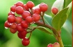 Dewy Berries