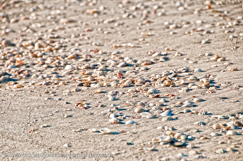 Shells and Sand