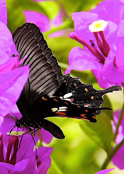 Butterfly in Phuket